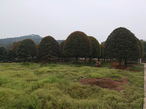 八月桂